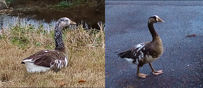 [Two images spliced together. Each image contains one goose. On the left is a goose sitting in the grass. Its long neck is black with white speckles all through it as if someone splattered white paint over it. It has has a scattering of white feathers on its topside. On the right is a goose walking through the partking lot. It has a white patch around its bill and on the top of its head. It has more white feathers scattered across its topside than the other goose. This goose has pinkish feet and legs.]